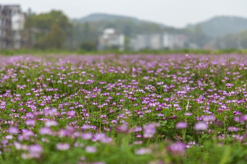江西分宜：红花草装扮美丽乡村