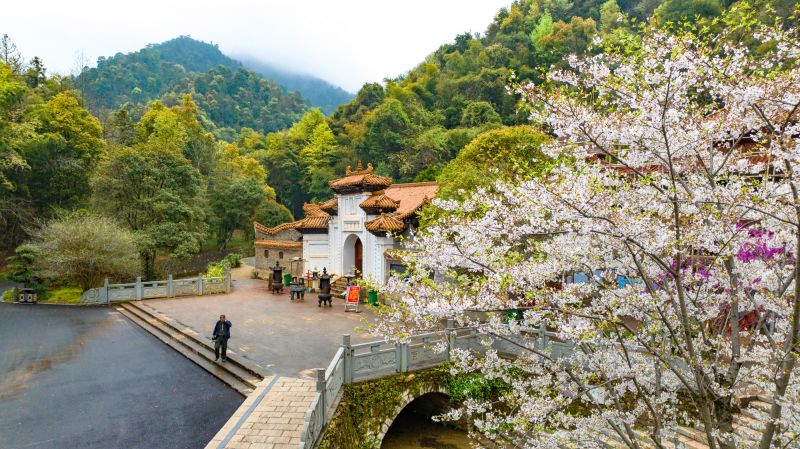 【视频】江西峡江：玉笥山樱花盛开