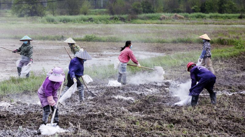 江西新余：为“中国饭碗”备好更多优质粮