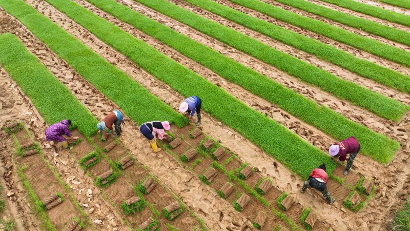 江西泰和：早稻起秧忙 春插正当时