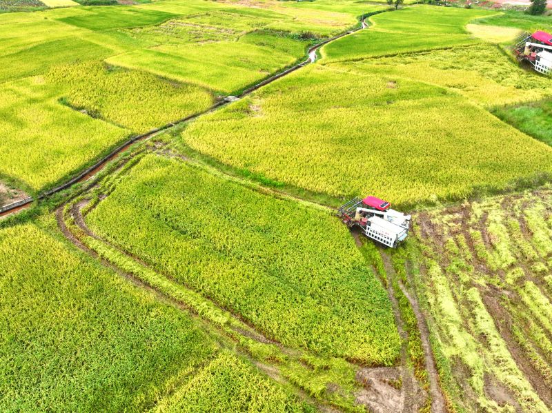 江西遂川：金秋中稻收获忙