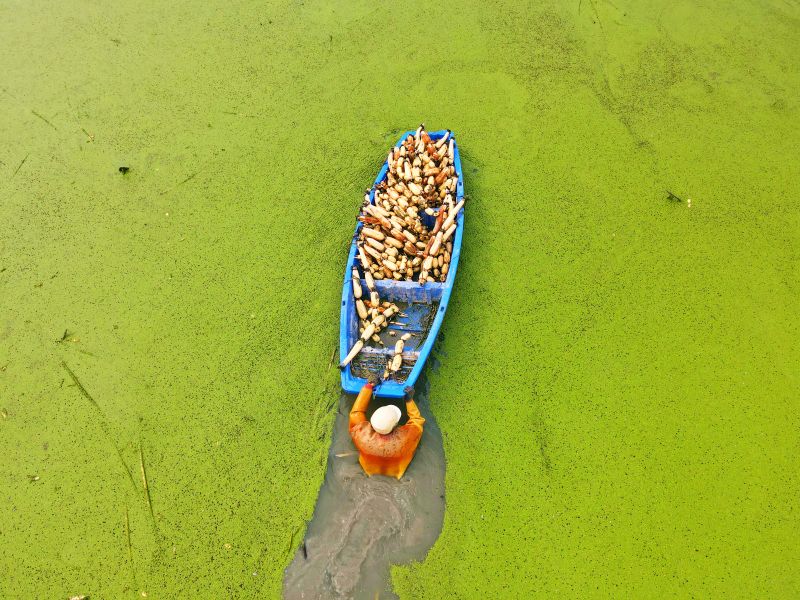 江西赣江新区：莲藕采收忙