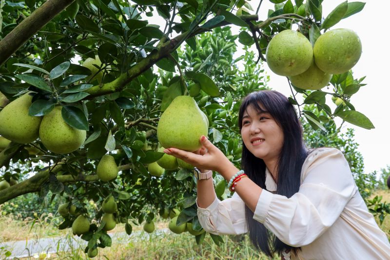 江西吉水：“柚”见丰收