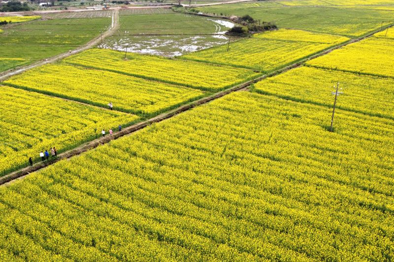 江西南丰：油菜花开游客来