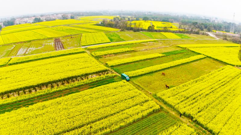 江西泰和：油菜花竞相绽放