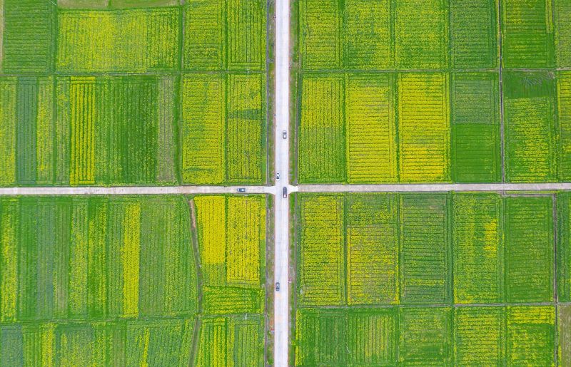 江西永新：油菜花开田园美