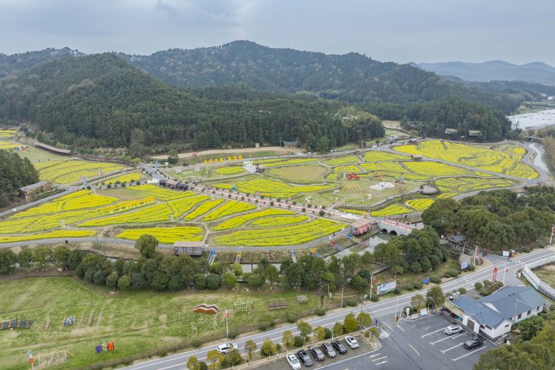 【视频】江西新余：油菜花竞相开放
