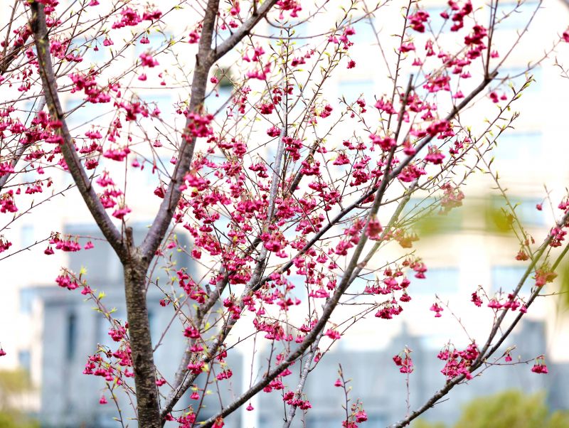 江西分宜：吊钟樱花  春意盎然