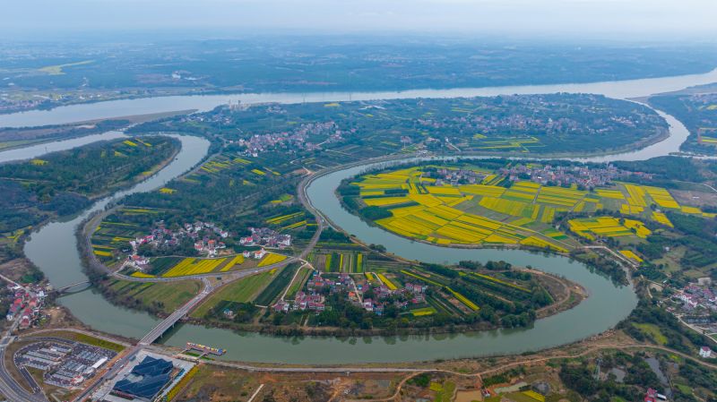 【视频】江西泰和：蜀口洲油菜花竞相绽放