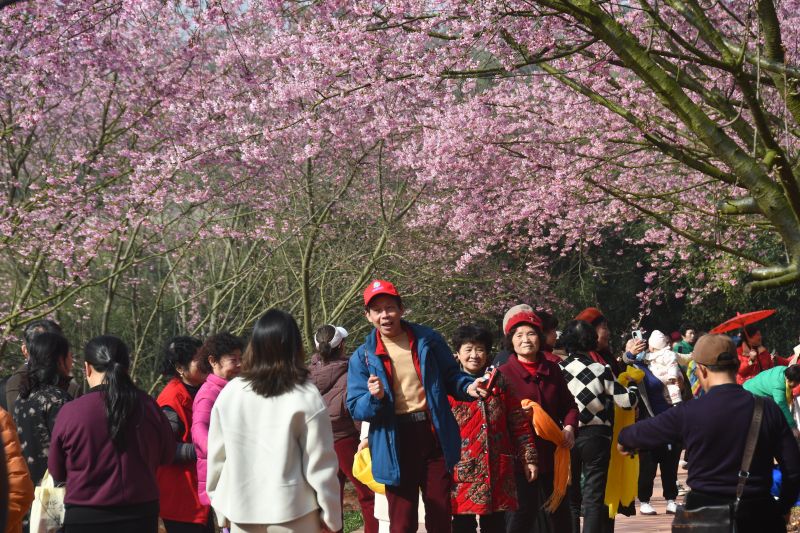 江西鄱阳：三月樱花艳