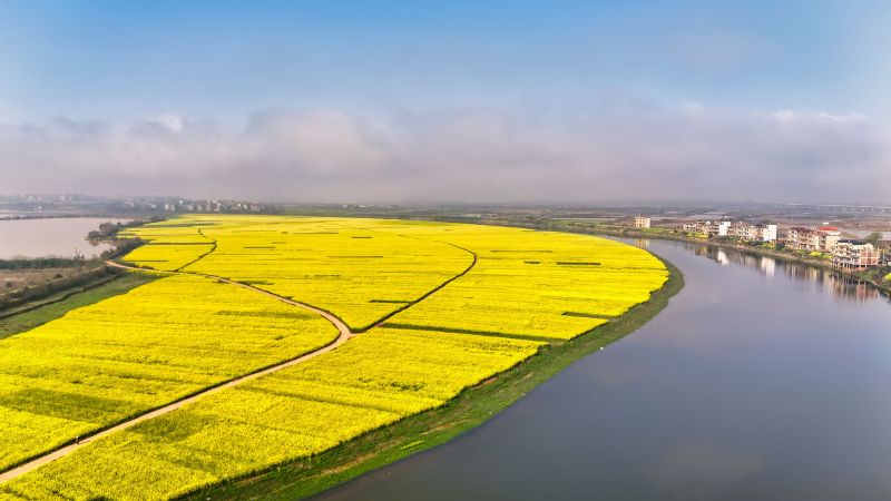 江西上饶：赣鄱水乡 油菜花美如画