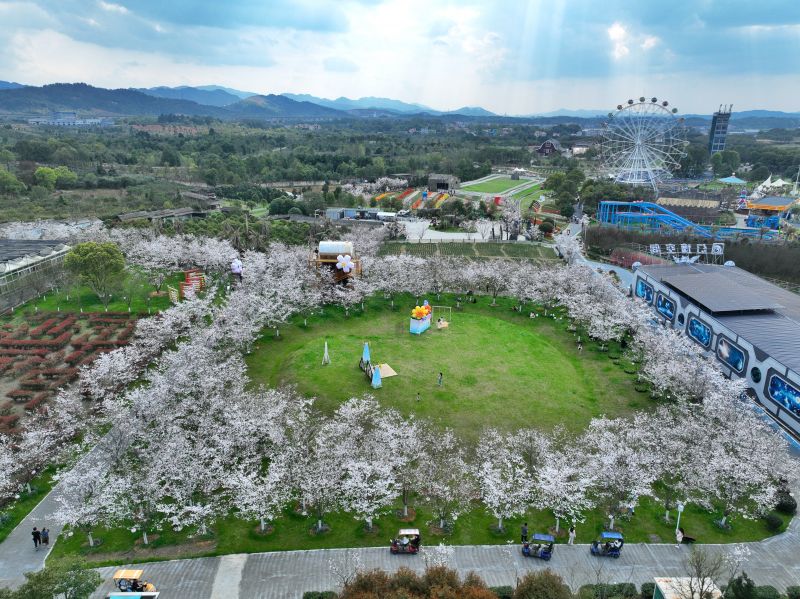 江西芦溪：?；ㄊ⒖?春色满园