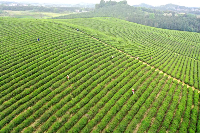 江西宜春：春来采茶忙