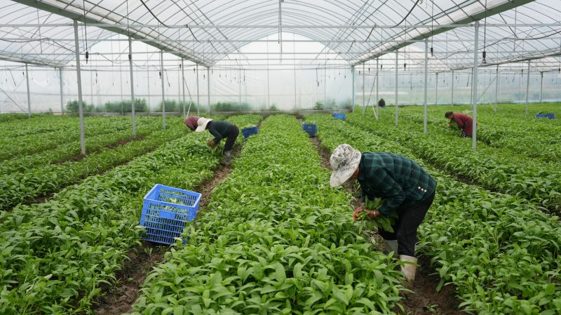 江西永丰：空心菜抢鲜上市