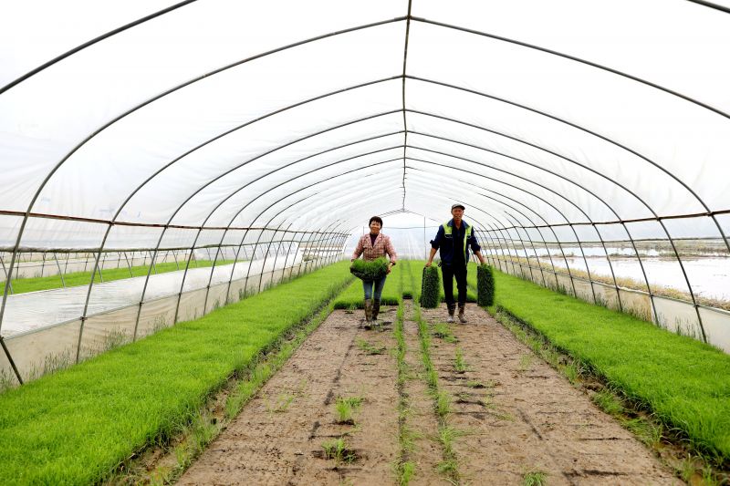 江西峡江：人勤春来早 农忙正当时