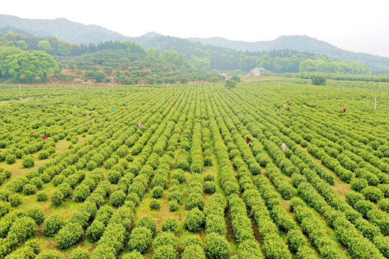 江西峡江：春日采茶忙