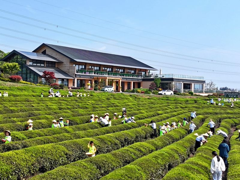 江西赣江新区：小小茶农采茶忙