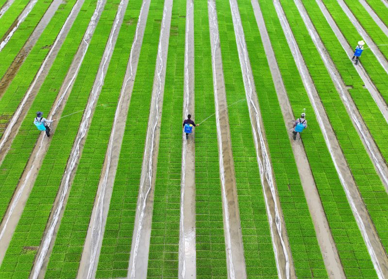 江西泰和:早稻秧苗管护忙