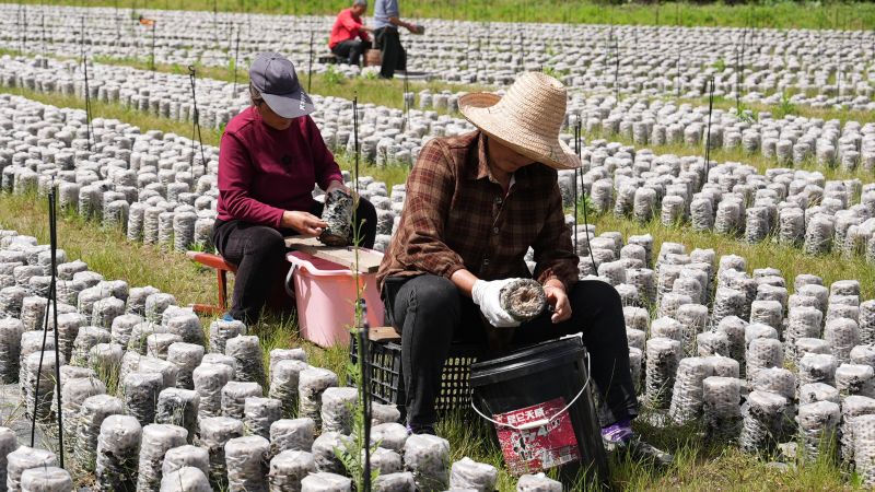 江西永丰：黑木耳采摘忙