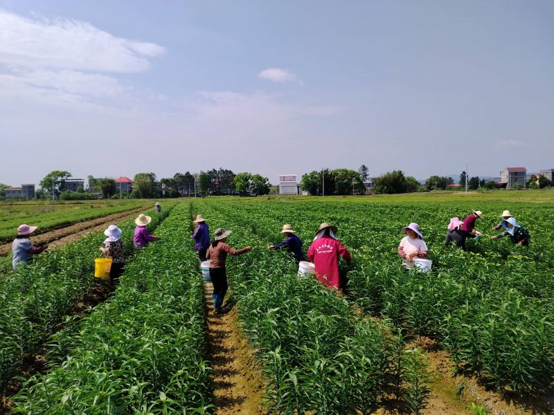 江西泰和：百合田管忙