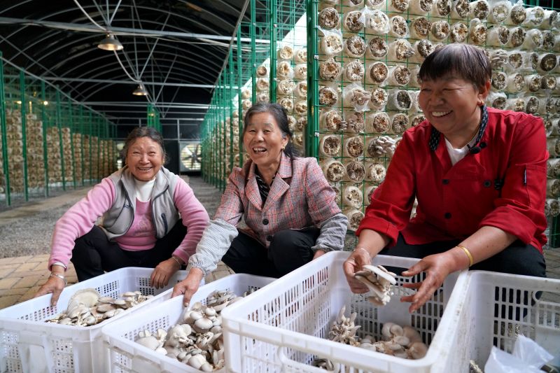 江西瑞昌：小菌菇撑起乡村振兴致富伞
