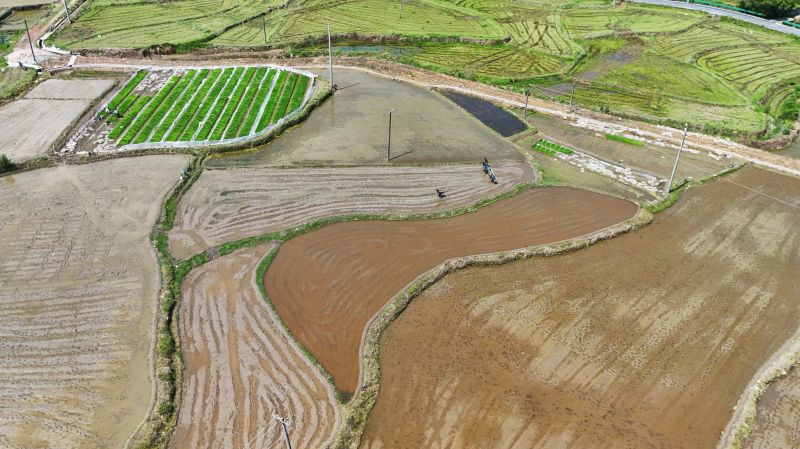 江西泰和：春耕农忙正当时 乡野披上“绿衣裳”