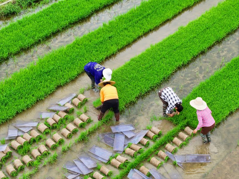 江西泰和：田间起秧忙