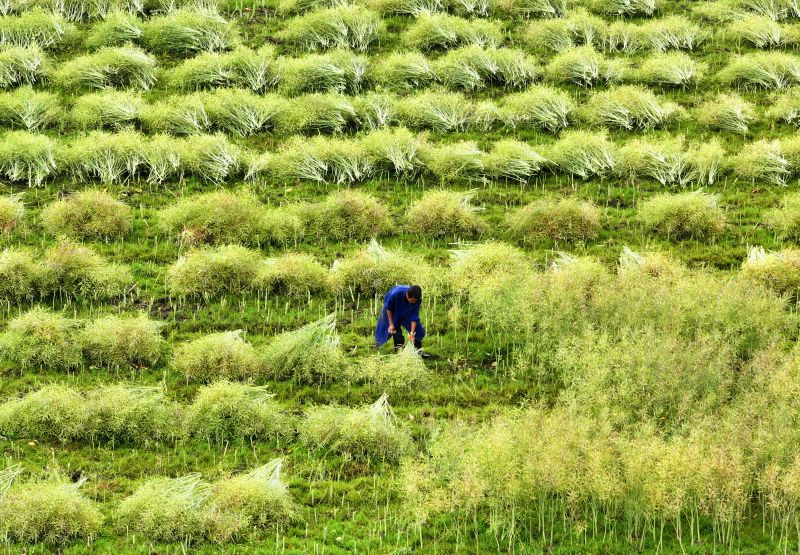 江西泰和：收割油菜