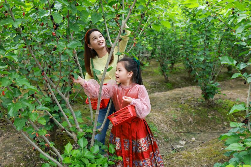 江西吉安：桑葚采摘忙