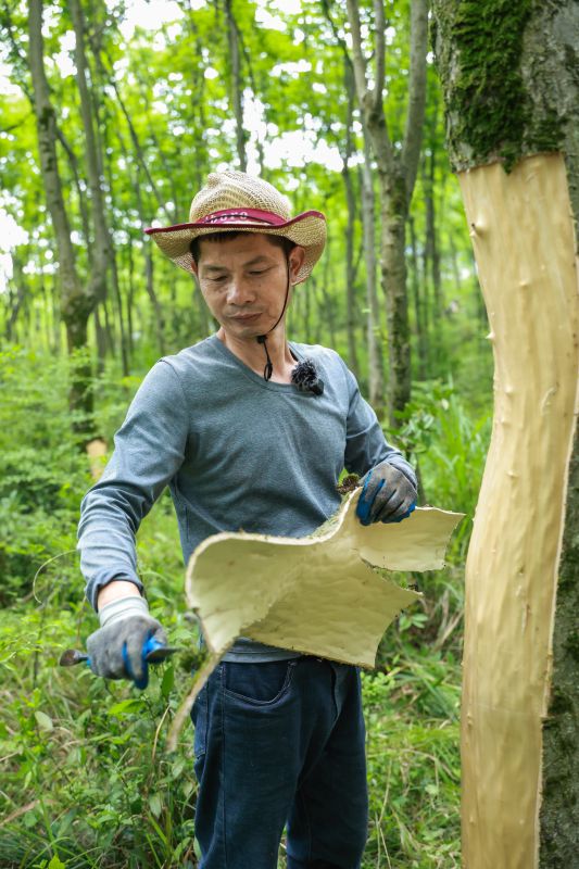 江西萍乡：杜仲收割忙