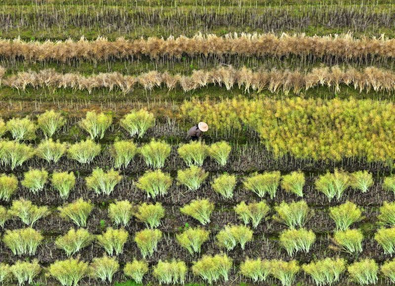 江西泰和:收割油菜助增收