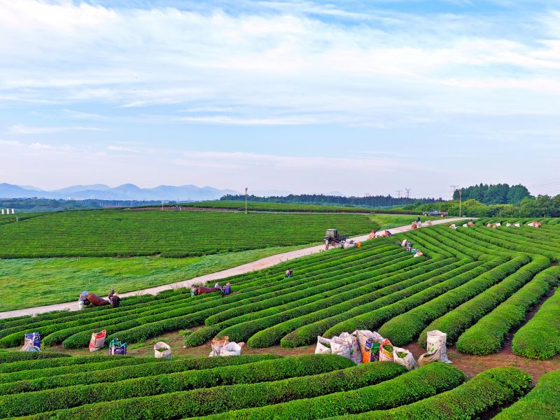 江西赣江新区：机采春茶忙