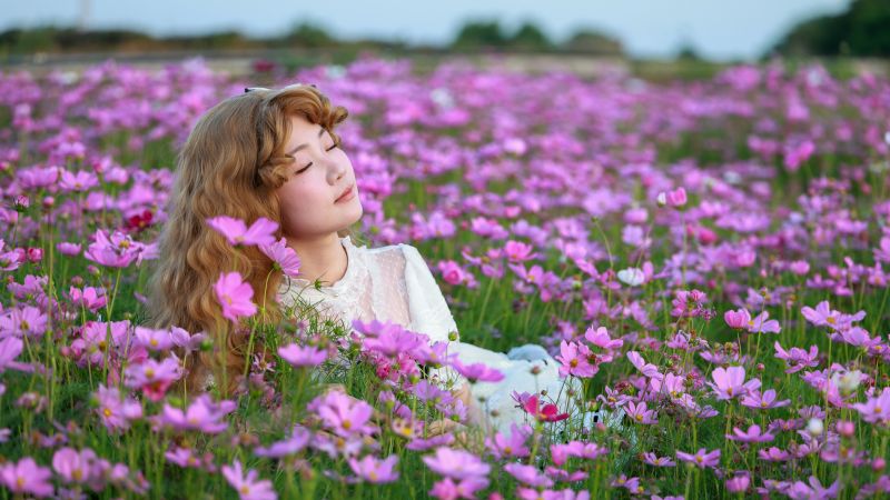 江西吉安：格桑花海醉游人