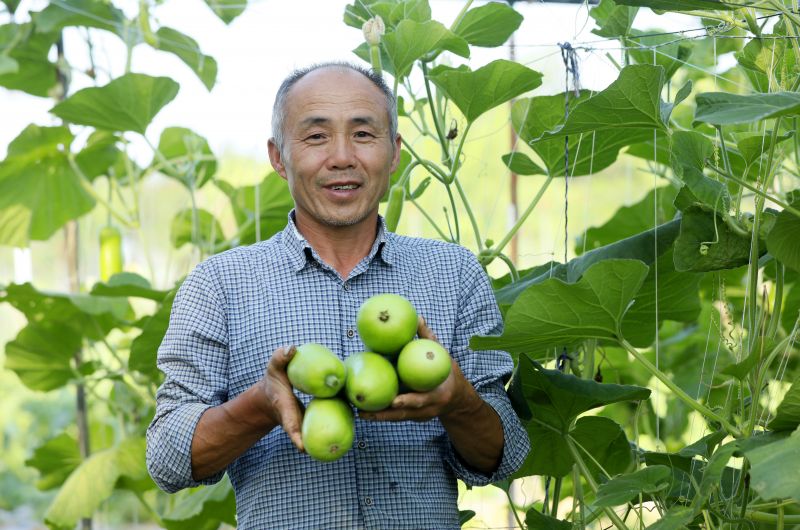 江西泰和：蔬菜采摘忙