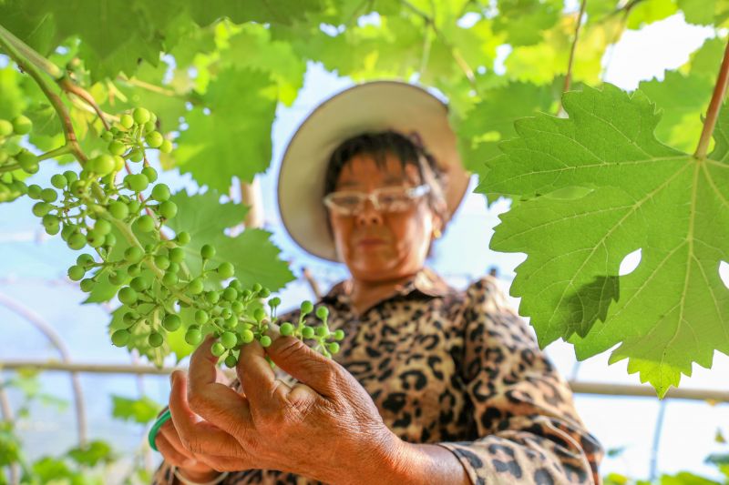 江西万安：葡萄管护助增收