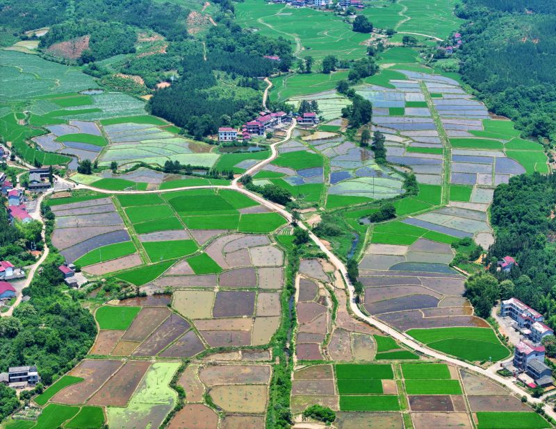 江西泰和：夏日田园如画