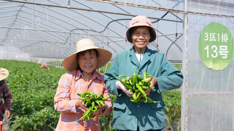 江西永丰：辣椒丰收忙采摘 “火辣”产业促增收