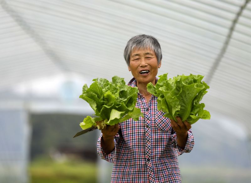 江西泰和：有机蔬菜采收保供应