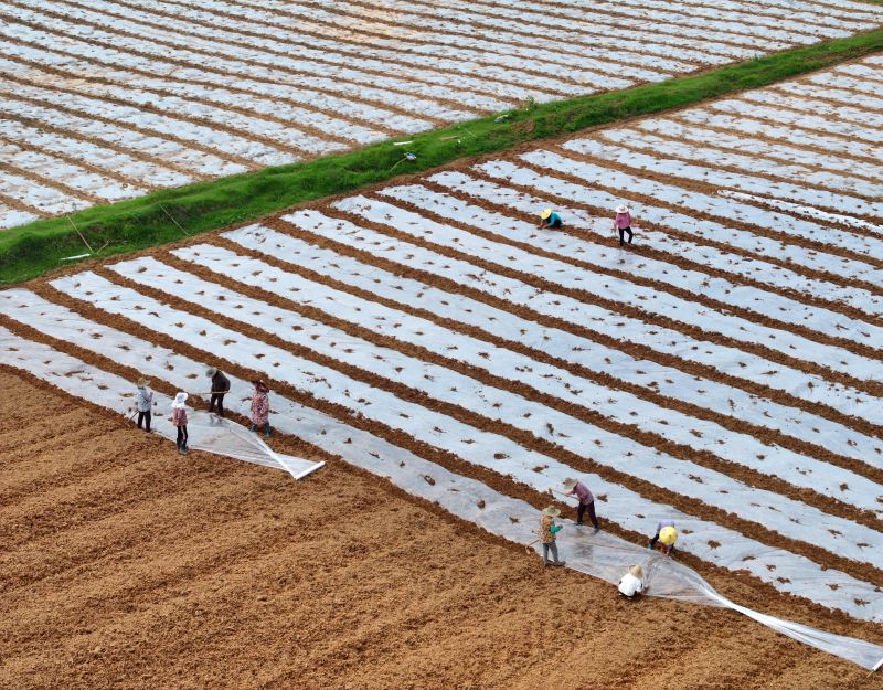 江西泰和:田间盖膜劳作忙