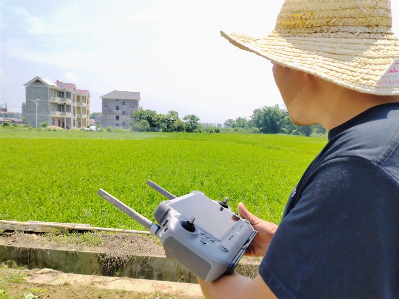 江西泰和：“无人机”田间管护忙