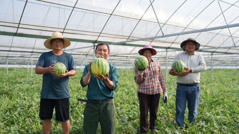 江西永丰：西瓜丰收采摘忙