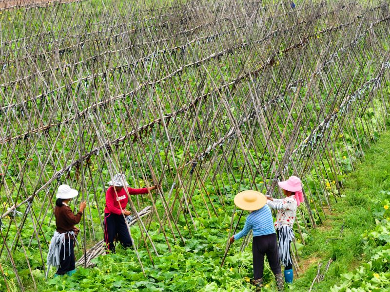 江西泰和：藤蔓蔬菜搭架忙