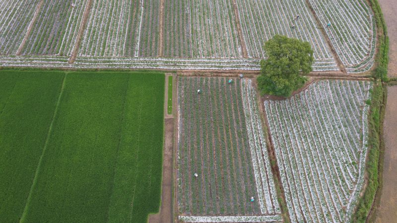 江西永丰：甜叶菊田间管理忙