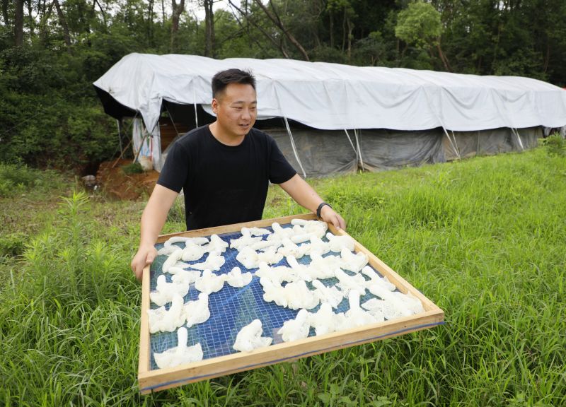 江西泰和：晾晒竹荪菇