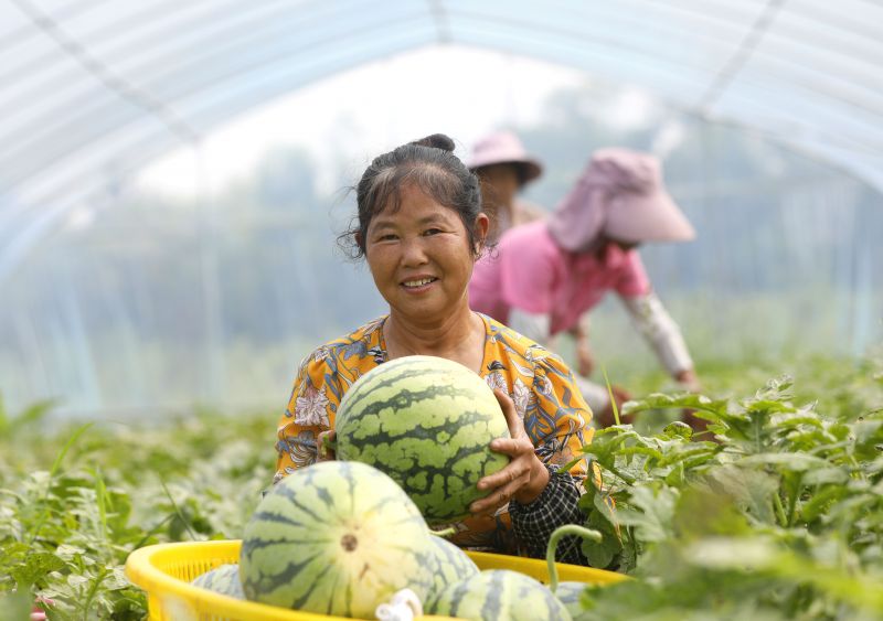江西泰和：采摘西瓜保供应