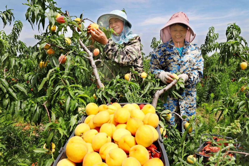 采摘黄桃供市场