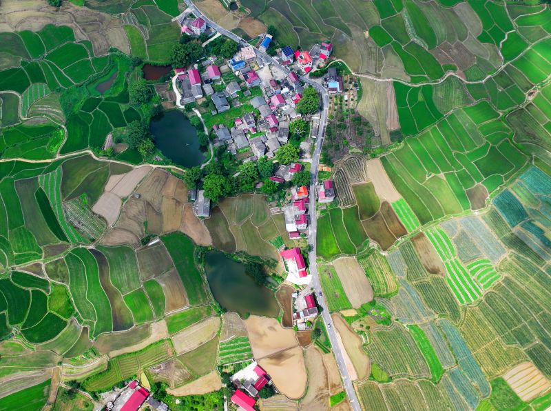 江西泰和:夏日田园如画