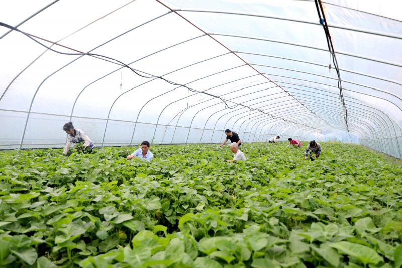 江西峡江：兴产业 促就业