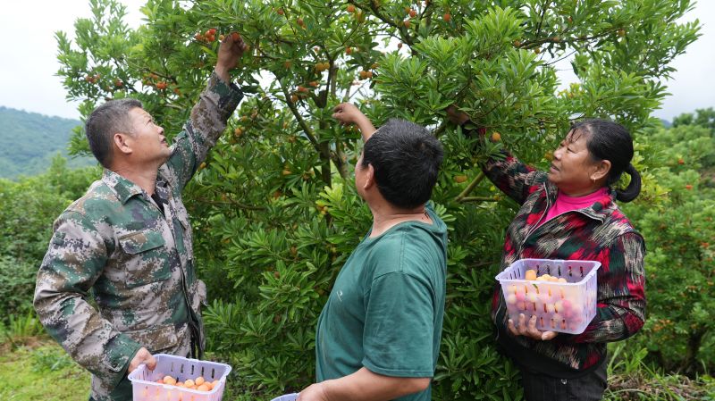 江西永丰：水晶杨梅收获忙