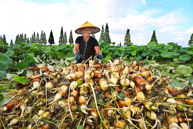 江西新余：荷塘莲藕喜丰收